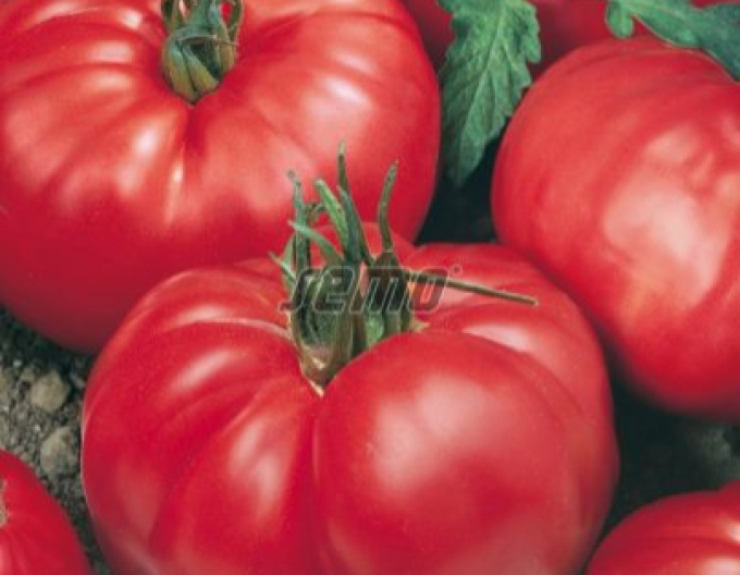 Semo Stabtomate Jergus F1