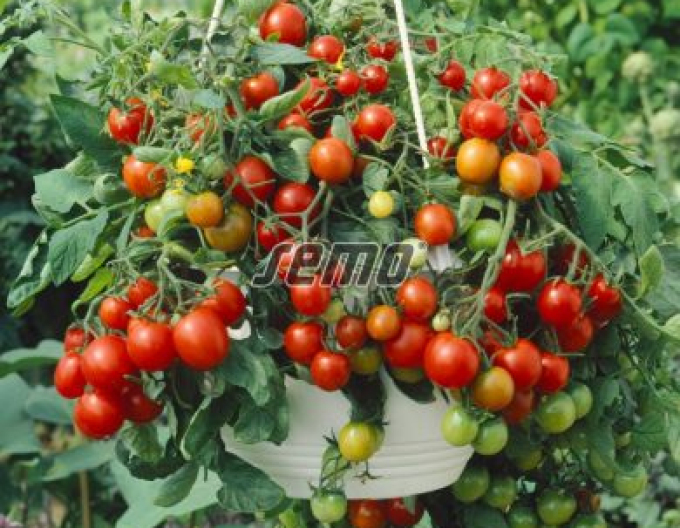 Semo Buschtomate Tumbling Tom Rot