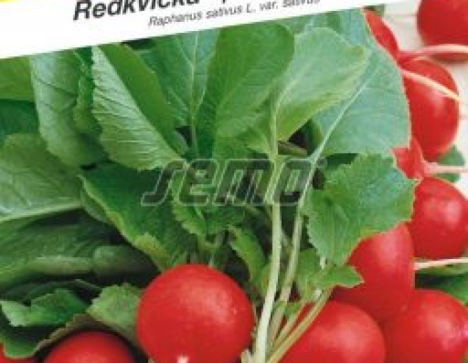 Semo Radieschen Cherry Belle