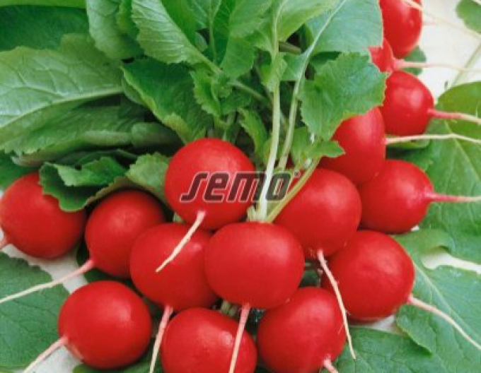 Semo Radieschen Cherry Belle