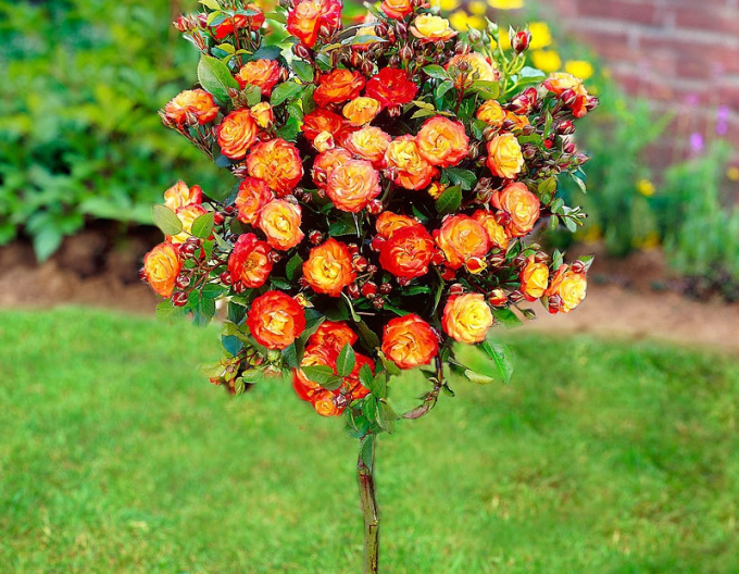 Baumrose Rumba