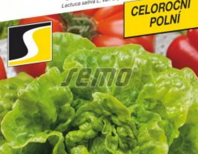 Semo Kopfsalat Safirus