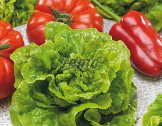 Semo Kopfsalat Safirus