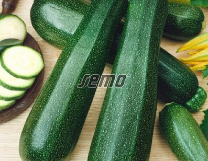 Semo Zucchini Ambassador F1