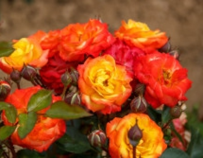 Baumrose Rumba