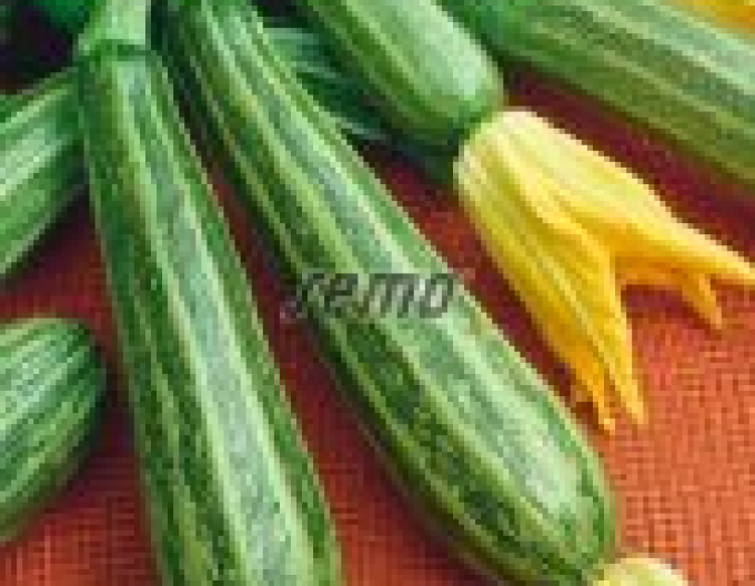 Semo Zucchini Striato di Napoli