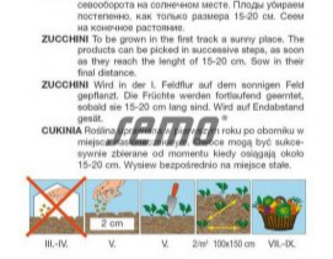 Semo Zucchini Bush Baby F1