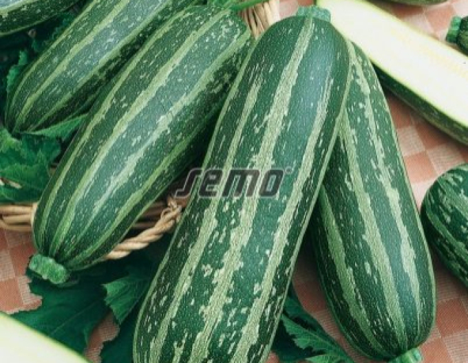 Semo Zucchini Bush Baby F1
