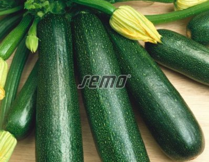 Semo Zucchini Startgreen F1