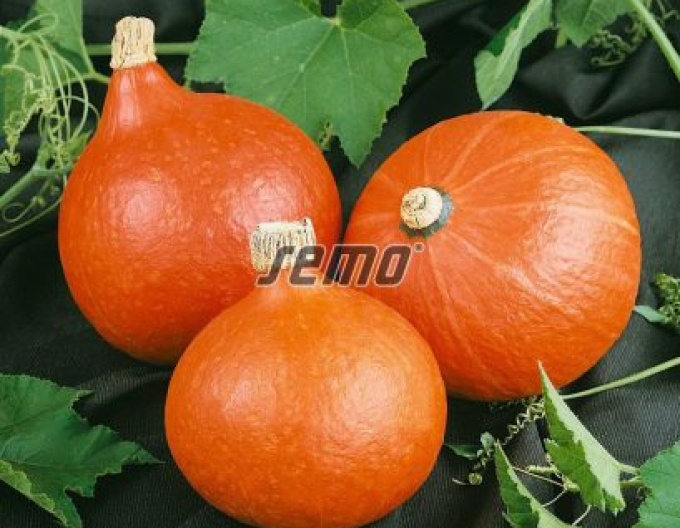 Semo Riesenkürbis Hokkaido Orange