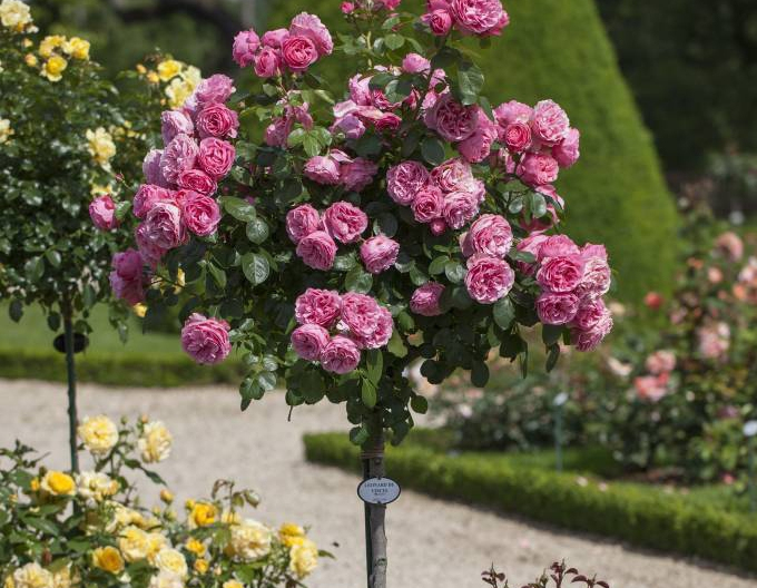 Baumrose England