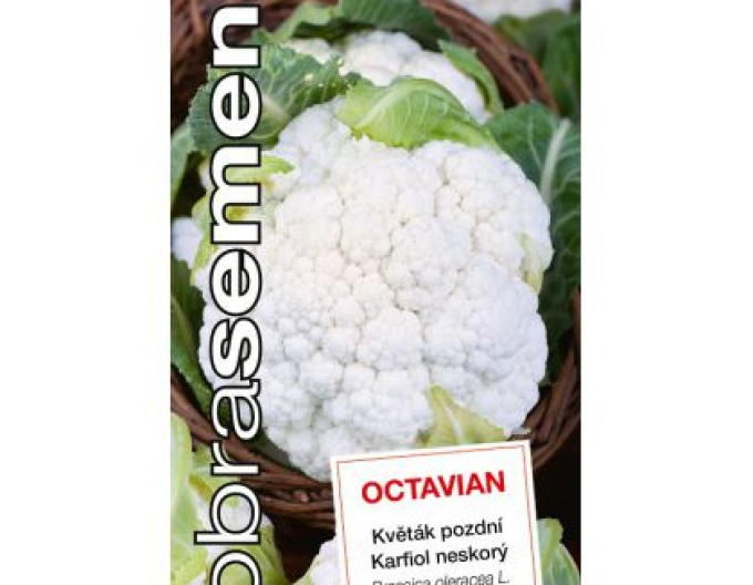 Dobrá semená Blumenkohl Octavian