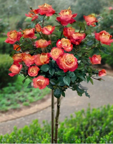 Rose des Baumes Orient Express