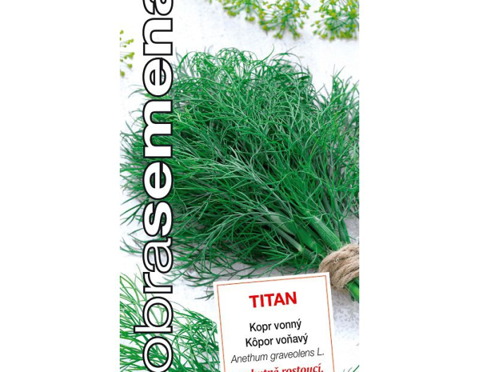 Gute Samen Dill duftend Titan