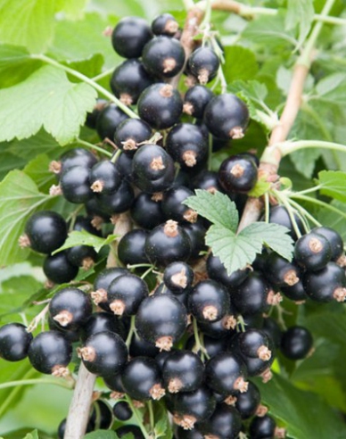 Schwarze Johannisbeere Ojebyn Strauch