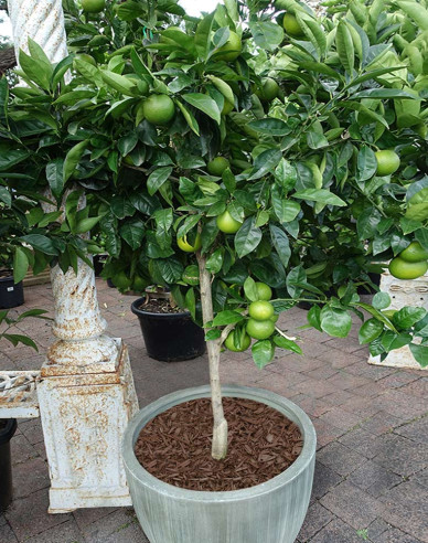 Zitronenbaum - Linde Lime