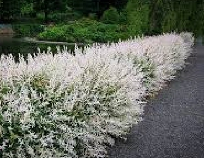 Japanische Weide Hakuro-Nishiki KER