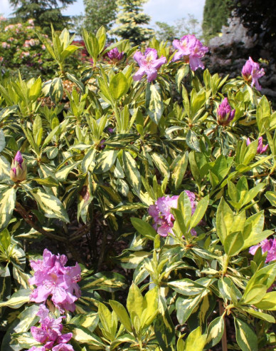 Rhododendron Blattgold