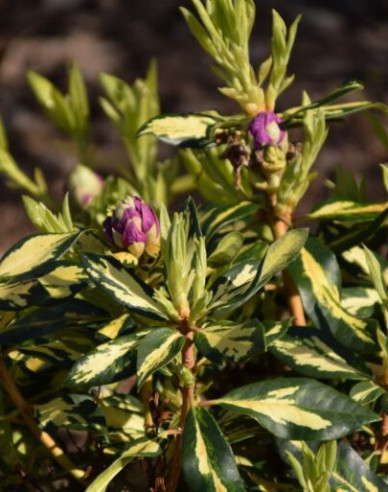 Rhododendron Blattgold