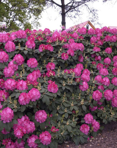 Rhododendron  Germania