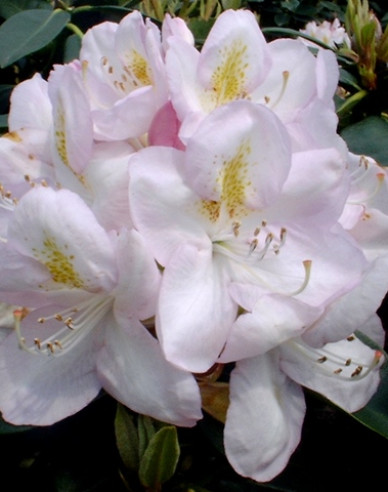 Rhododendron Gomer Waterer