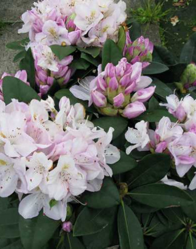 Rhododendron Gomer Waterer