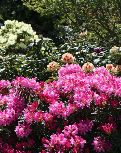 Rhododendron Graziella