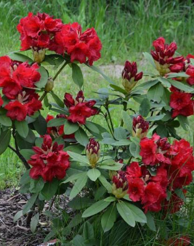 Rhododendron Red Jack