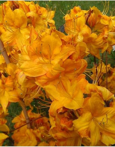 Azalee großblumig Klondyke