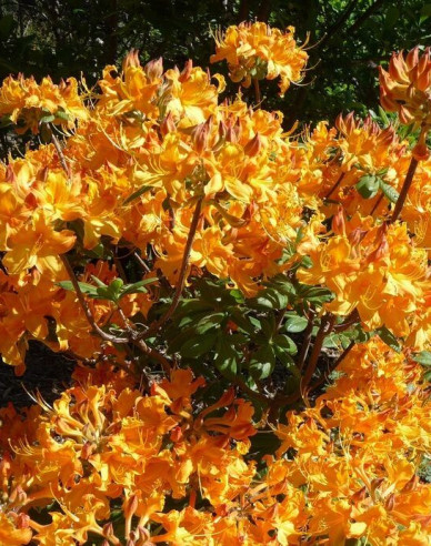 Azalee großblumig Klondyke