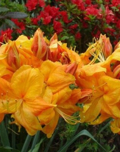 Azalee großblumig Klondyke