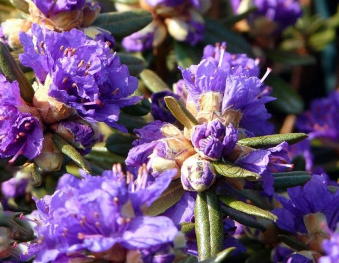 Rhododendron Azurika