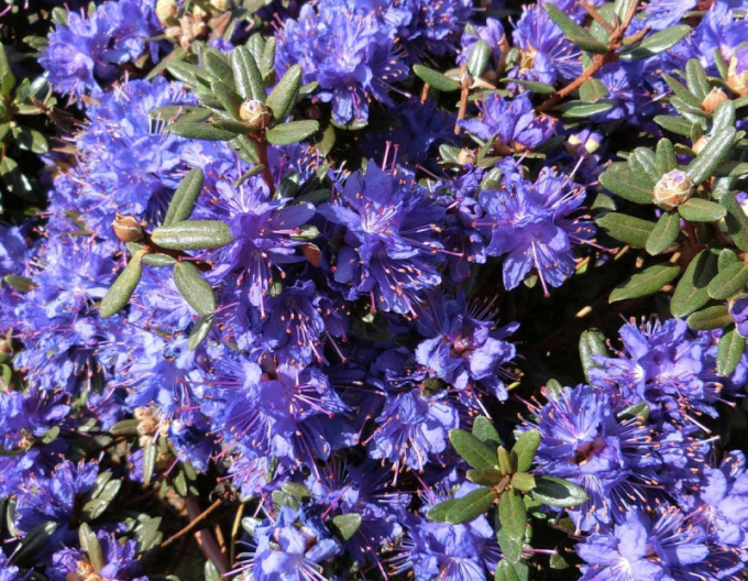Rhododendron Azurika