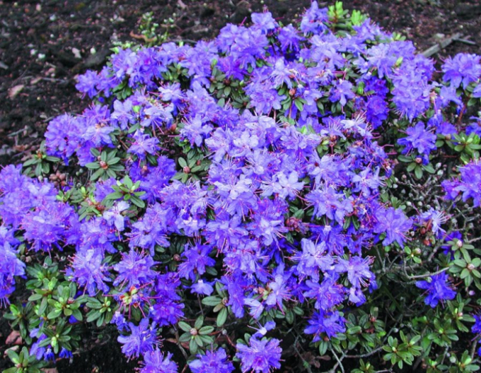 Rhododendron Azurika