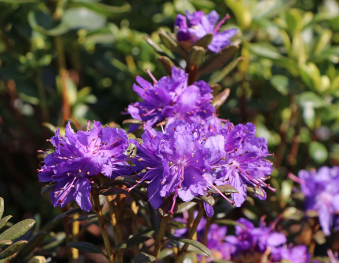 Rhododendron Azurika