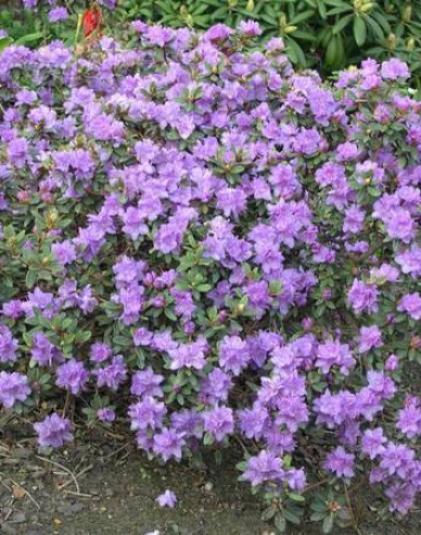 Rhododendron Ramapo
