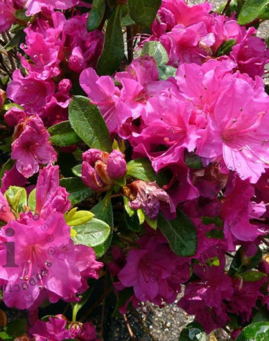Japanische Azalee Violetta