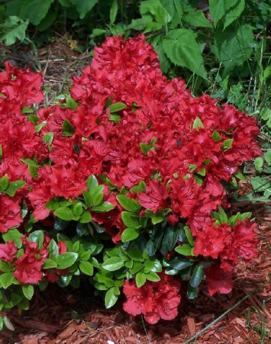 Japanische Azalee Hot Shot