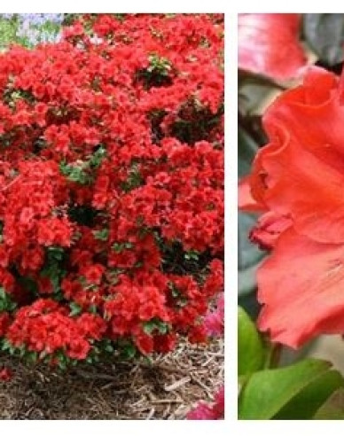 Japanische Azalee Hot Shot