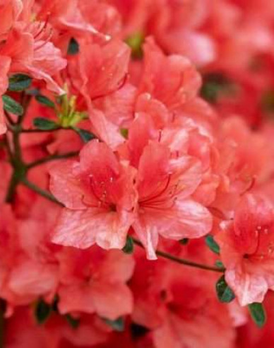 Japanische Azalee Hot Shot