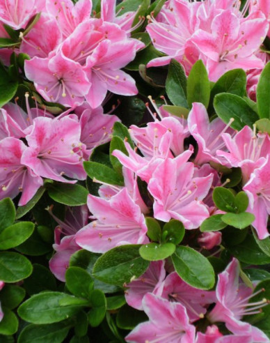 Japanische Azalee Kermesina Rose