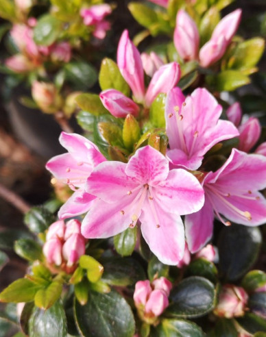 Japanische Azalee Kermesina Rose