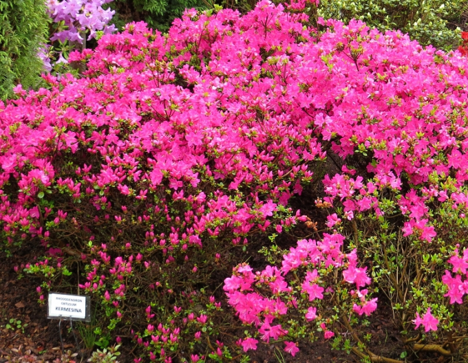 Azalea japonica Kermesina