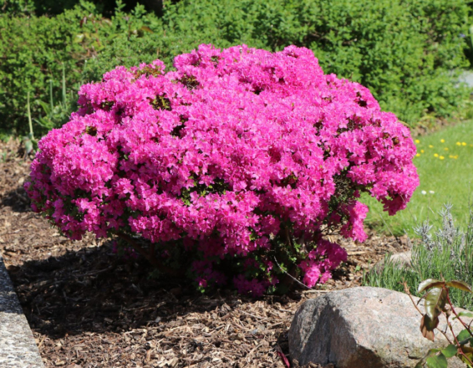 Azalea japonica Kermesina