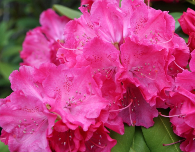 Azalea japonica Kermesina
