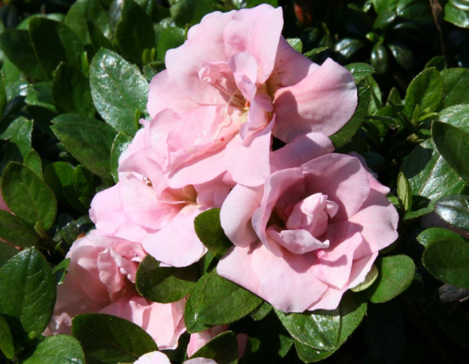 Japanische Azalee ´Rosebud´