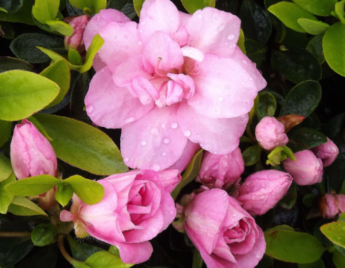 Japanische Azalee ´Rosebud´