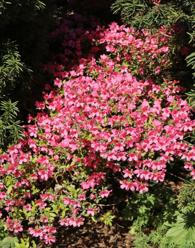 Japanische Azalee Van Hecke