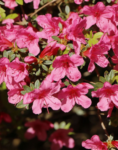 Japanische Azalee Van Hecke