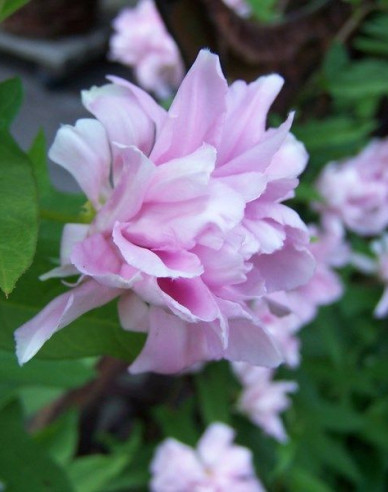 Chinesische Zaunwinde Multiplex